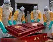 Understanding Ebola's wildlife origins key to preventing next outbreak