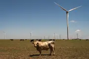 Union workers decry Trump's 'war on wind' as jobs vanish
