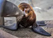 US officials probe video of person kicking protected sea lion in San Diego