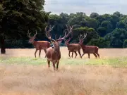 Warning: Stay 50 Metres Away from Deer After Fatal Incident Risk