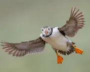 Week in wildlife: from snake swallowing frog to surf-loving penguin