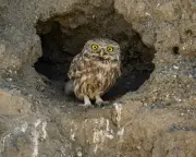 Week in wildlife: Neil the seal, pink grasshopper, condors in love
