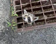 Week in Wildlife: Raccoon Rescue, Rare Mouse, and More