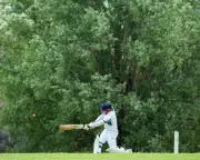 Willow trees: cricket's natural shield against extreme heat and wildlife haven