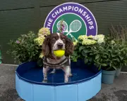 Wimbledon diary: Sabalenka's dog plea, Rufus the Hawk, and strawberry towels