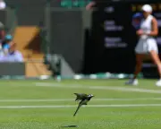 Wimbledon Diary: Tech Bunkers, Bird Interruptions, and Record Serves