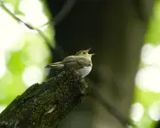 Wood Warbler Returns After 50-Year Absence: Bittersweet Joy and Vulnerability
