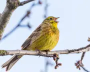 Yellowhammer cheer squad on a cycle around Suffolk