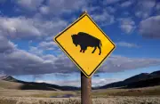 Yellowstone bison attack survivor says animal spared his life