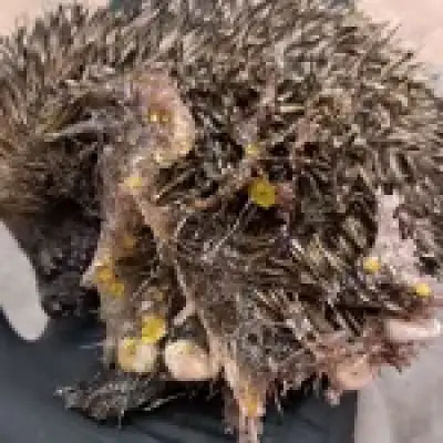 Baby hedgehog found covered in toxic glittery slime with eye glued shut