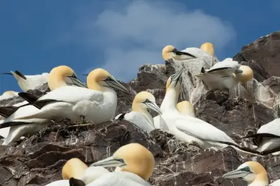 Bass Rock Gannets Face 15-Year Recovery After Bird Flu