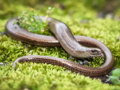 Biggin Hill slow worms to get on-site home in new eight-home plan