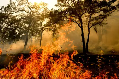 California wildfire kills 1, man arrested for sparking blaze with chainsaw