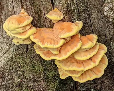 Chicken of the Woods Thrives on Dying Oak in Weardale Valley