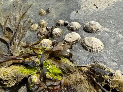 Country diary: Limpets at risk from holiday beachgoers