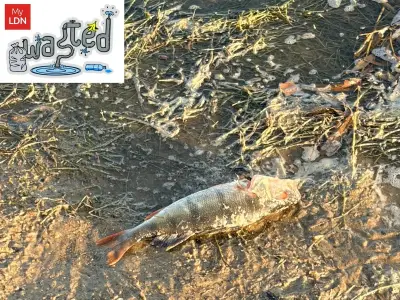 Dead fish at Ruislip Lido blamed on low oxygen amid heatwave