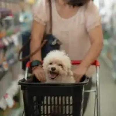 Dog in Supermarket Debate: Hygiene Rules and UK Store Policies