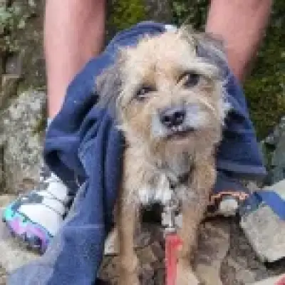 Dog stranded on Helvellyn for three weeks finally rescued