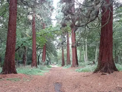 East London Park's Giant Redwoods: A California Escape