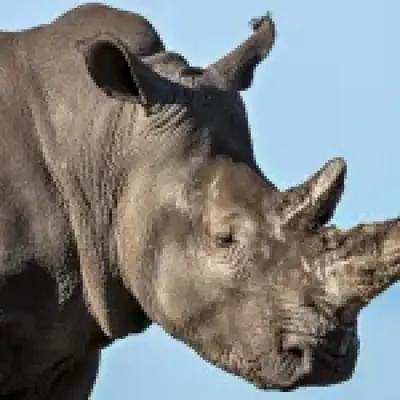 Families feared death as rhinos smash cars at safari park