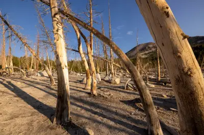Fossil Study Shows CO2 Emissions Will Wither Forests, Not Green Planet
