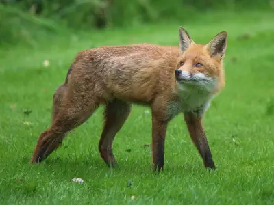 Fox drags stolen Yorkshire puddings into London garden at 4am