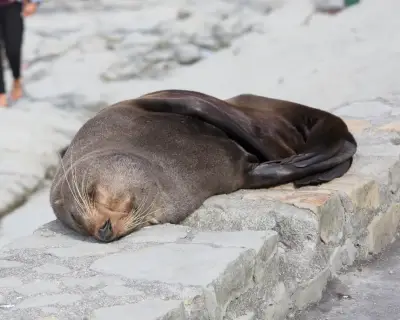 Fur seal death marks first Australian mainland mammal H5 bird flu case