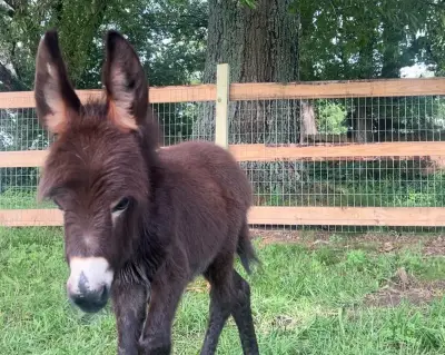 Georgia officer on leave after pet donkey shot dead in pasture