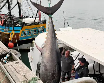 Giant Bluefin Tunas Caught Off Yorkshire for First Time Since 1960s