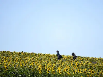 Hitchin Lavender near London closes Aug 15 - last chance to visit