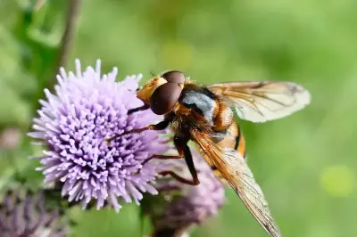 Hornet mimic hoverfly: a harmless fly's clever disguise