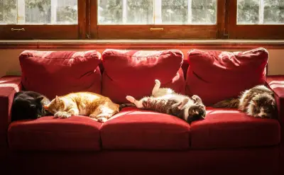 How to safely transition outdoor cats to indoor living
