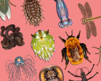 Invertebrate of the Year 2026: Vote for Your Favorite Spineless Wonder