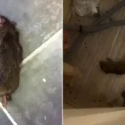Islington Mum Claims Rat Infestation Has Traumatised Her Children