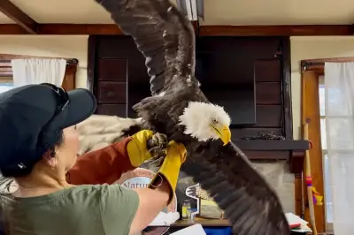 Jackie the bald eagle's legacy soars after death draws global mourning