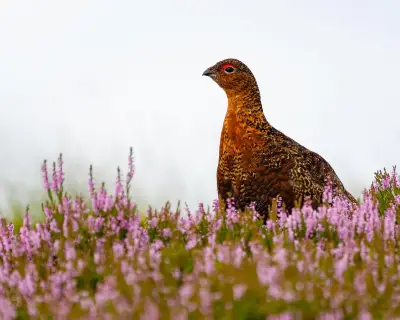 Licensing scheme for game shoots could curb bird of prey poisoning