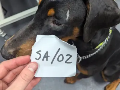 London dog strangled by owner finds new home after RSPCA rescue
