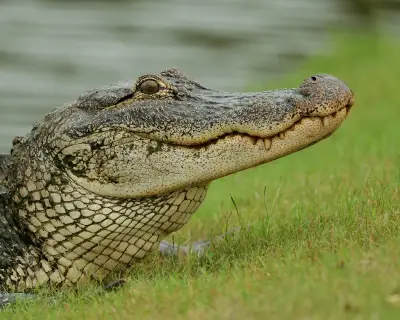 Louisiana launches first recreational alligator hunt in over 50 years
