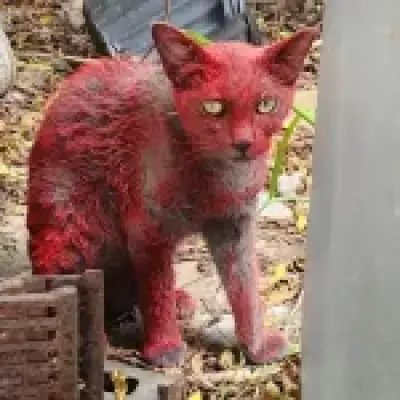 Mystery Red Cat in Texas Baffles Rescuers, Public Warned Not to Touch