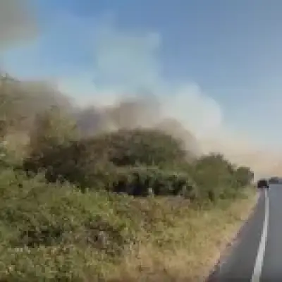 New Forest fire: Drivers told to flee cars 'if you want to stay alive'