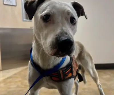Pitbull Roo rescued from SF railway tunnel after two days