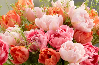 Plant Peonies and Tulips in August for Stunning Spring Bouquets