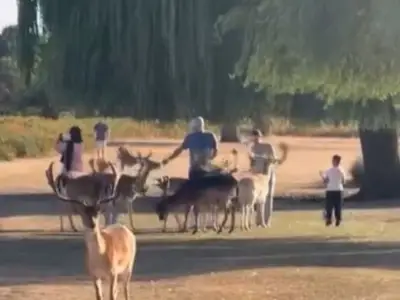 Royal Parks warns deer feeding is 'highly dangerous' amid shocking videos