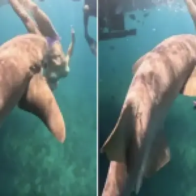 Shark Bites Rise as Influencers Risk Lives for Content