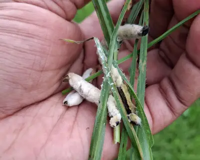 Soil fungus shows promise against African armyworm pest