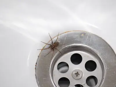 Spider mating season UK: £1.30 kitchen spray trick to keep them out