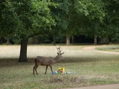 Stag put down after Richmond Park attack; visitors warned again