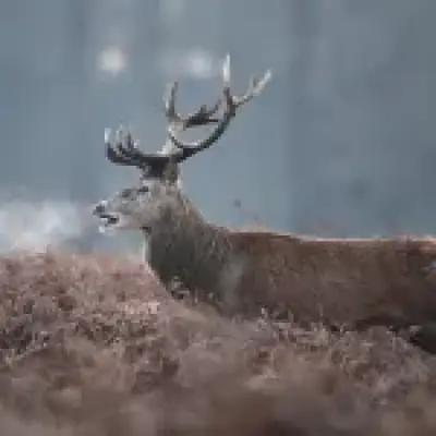 Stag shot dead in Richmond Park after injuring picnicker
