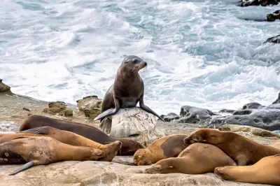 Teen pleads guilty to kicking sea lion in viral La Jolla video