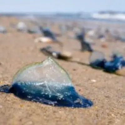 Thousands of electric blue 'alien' creatures wash up on UK beach